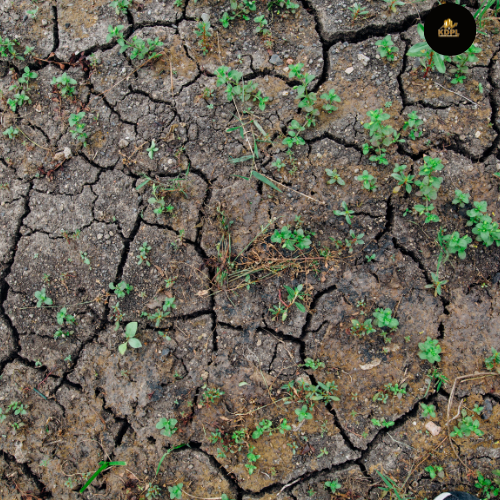 Check Soil
