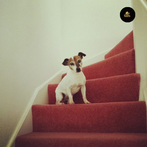 Dog-Legged Staircase
